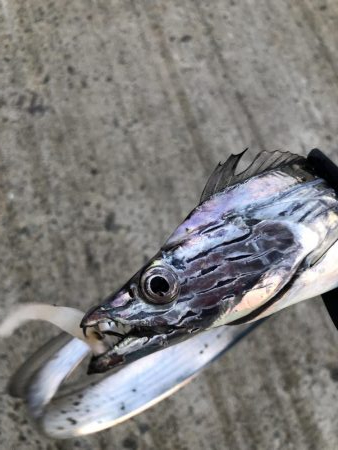 ゲキ渋タチウオ