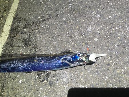 タチウオワインド＆アジング