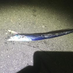 ワインド楽しい