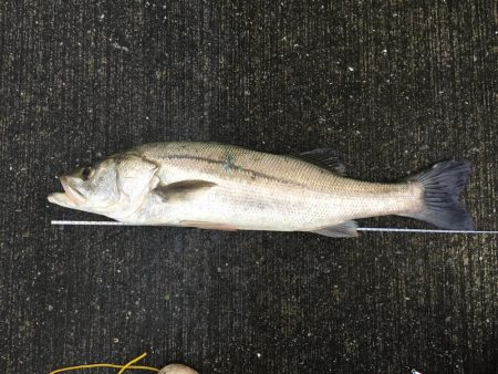 タチウオとシーバス