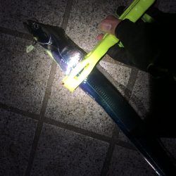 なぎさ公園で太刀魚狙い