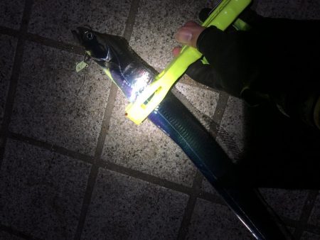 なぎさ公園で太刀魚狙い