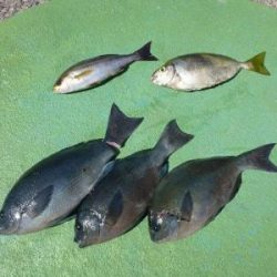 北西風にやられた