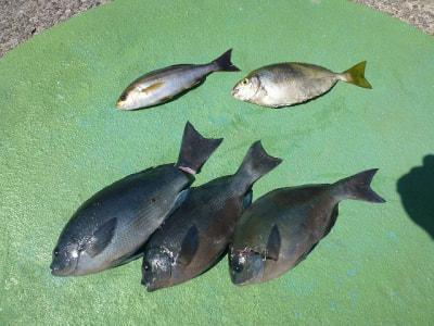 北西風にやられた