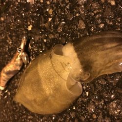 イカ３種＋渡蟹