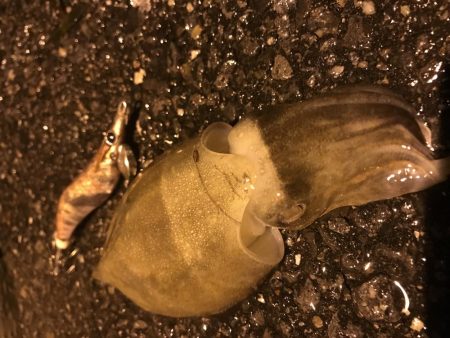 イカ３種＋渡蟹