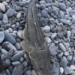 ライトショアジギング