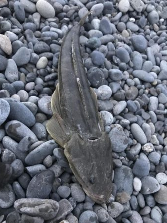 ライトショアジギング