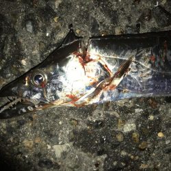 サバをエサにサバ。