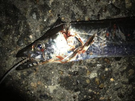 サバをエサにサバ。