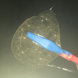 アジングでソゲ