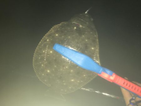 アジングでソゲ