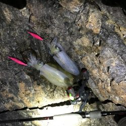 失った餌木…んぐ