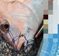 青物ならぬ○物