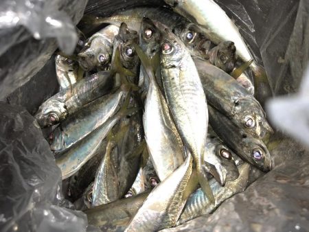 癒しのアジング