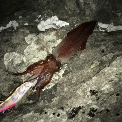 アオリ、ケンサキ、シオ