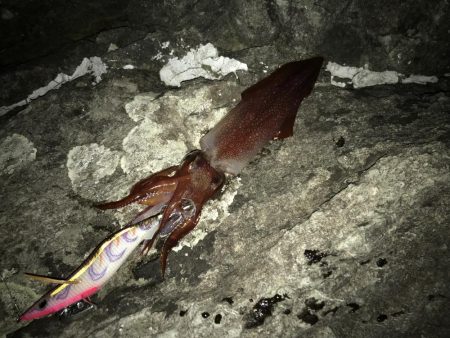 アオリ、ケンサキ、シオ