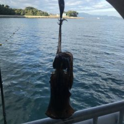 青物&ヒラメ求めて！