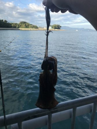 青物&ヒラメ求めて！