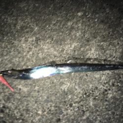 やっと湾の奥に入ってきた！