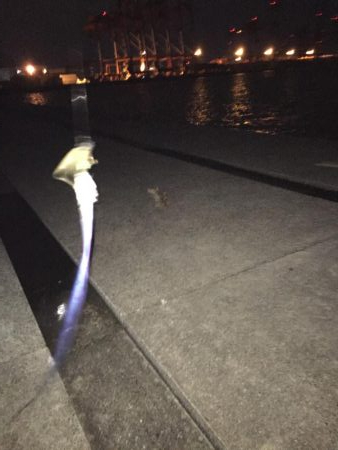 初!ポーアイ沖堤防へ!IP26で黒鯛釣れる!!.