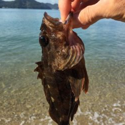 とりあえずガシラ