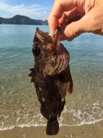 とりあえずガシラ