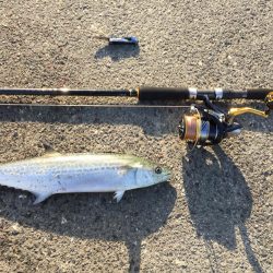 サゴシ！サゴシ！サゴシ！