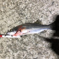 タチウオ シーバス