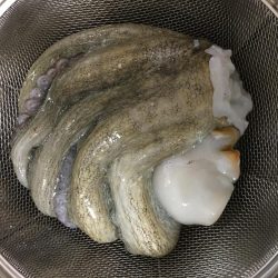 ちょい投げでタコ