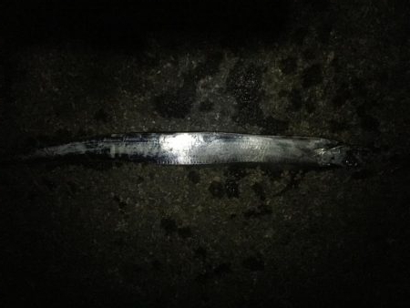 会社帰りにタチウオ