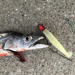 ショアジギ前に