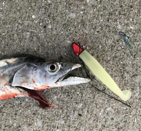 ショアジギ前に