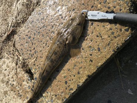 久々のマゴチ‼️…