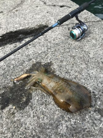 ナイスアオリ！！