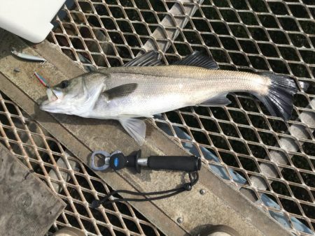 大黒ふ頭海釣り公園でやりました。