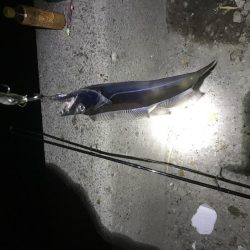 サクッとタチウオ