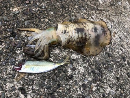 釣り日和なのに渋い