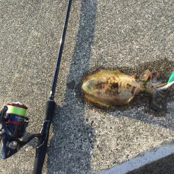 シャローで秋エギング