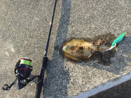 シャローで秋エギング