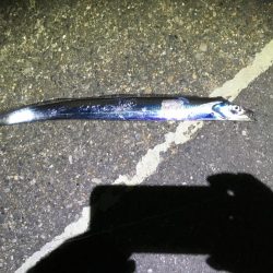 まだまだいける！刀狩り