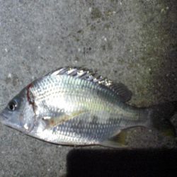 家族で釣り・穴子他大漁