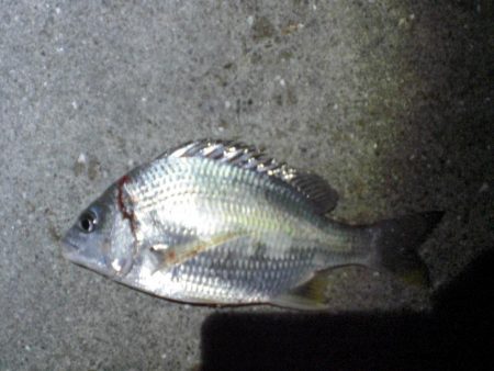 家族で釣り・穴子他大漁