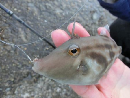 カワハギが撃沈でサヨリは絶好調