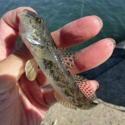 強風の中でハゼ釣り