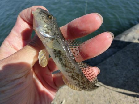 強風の中でハゼ釣り
