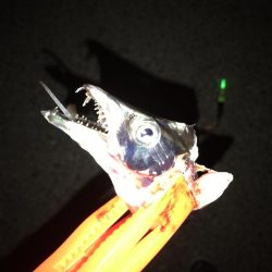 今日は、渋かった。