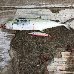 青物さんお久しぶりです♬