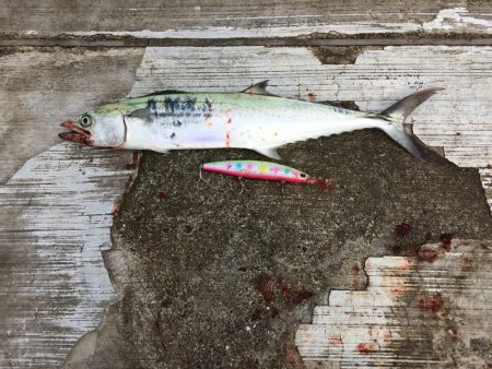 青物さんお久しぶりです♬