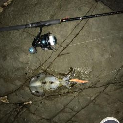 暇なのでちょいとイカ釣り！